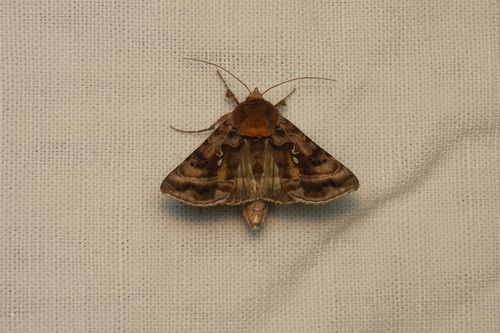 Autographa pulchrina