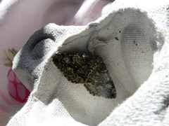 Cleorodes lichenaria