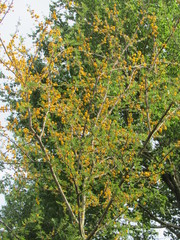 Vachellia farnesiana