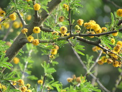 Vachellia farnesiana
