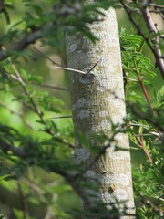 Vachellia farnesiana