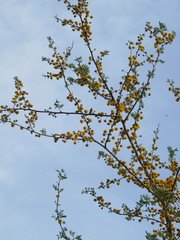 Vachellia farnesiana