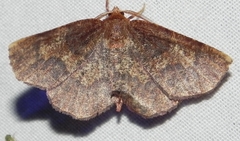 Metarranthis angularia