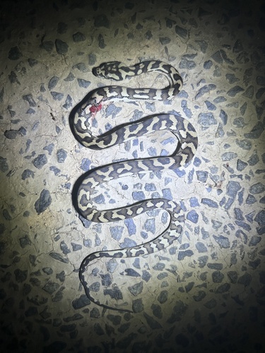 Jungle Carpet Python sighting