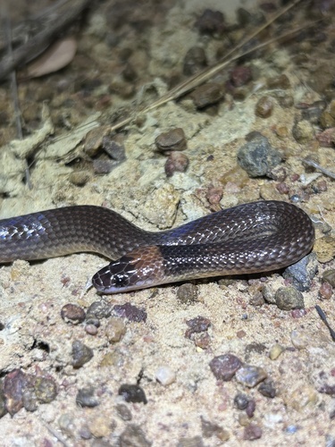 Photo of a Yellow-naped Snake (Furina barnardi)