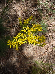 Jacobaea adonidifolia