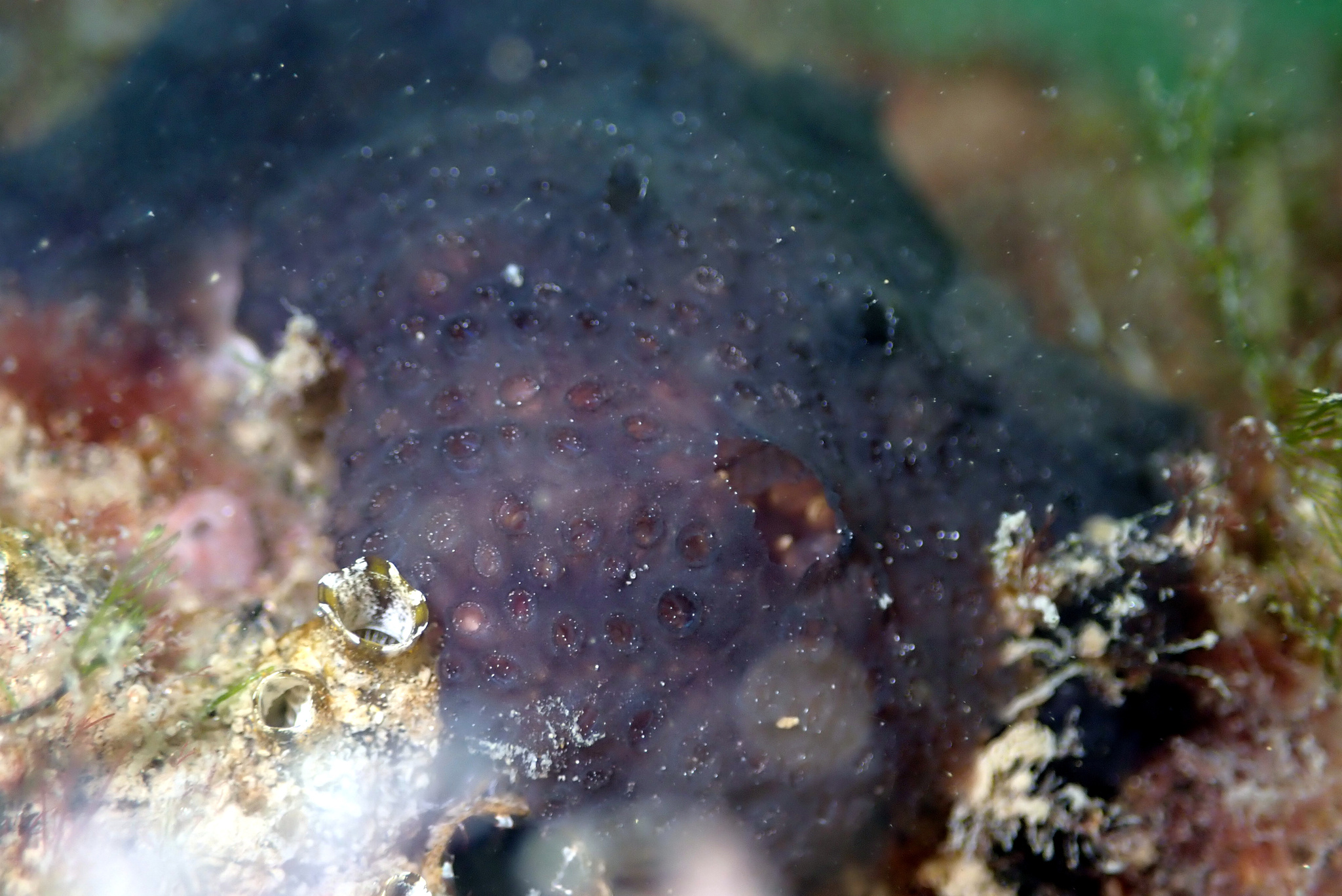 Distaplia bermudensis Van Name, 1902