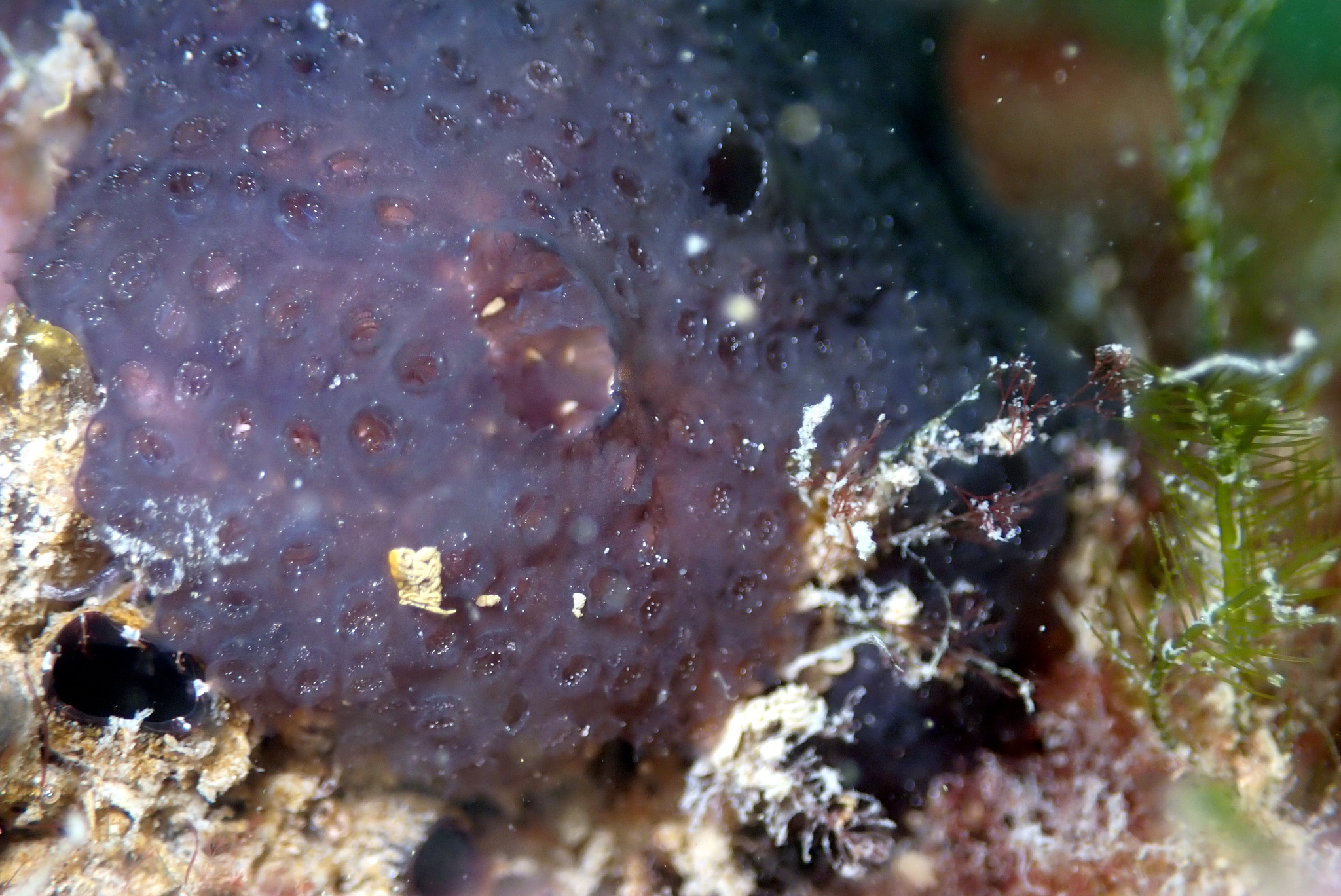 Distaplia bermudensis Van Name, 1902