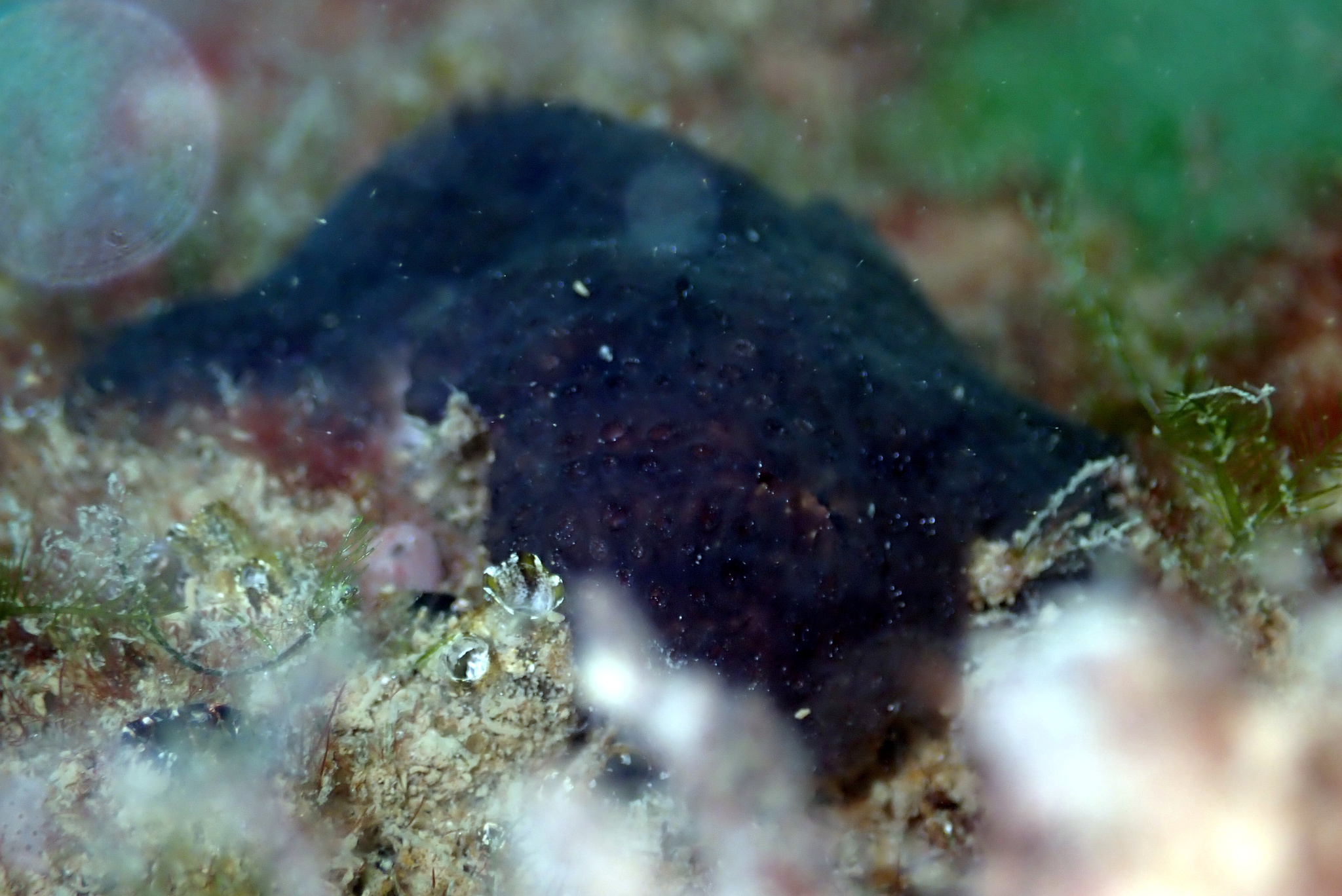 Distaplia bermudensis Van Name, 1902