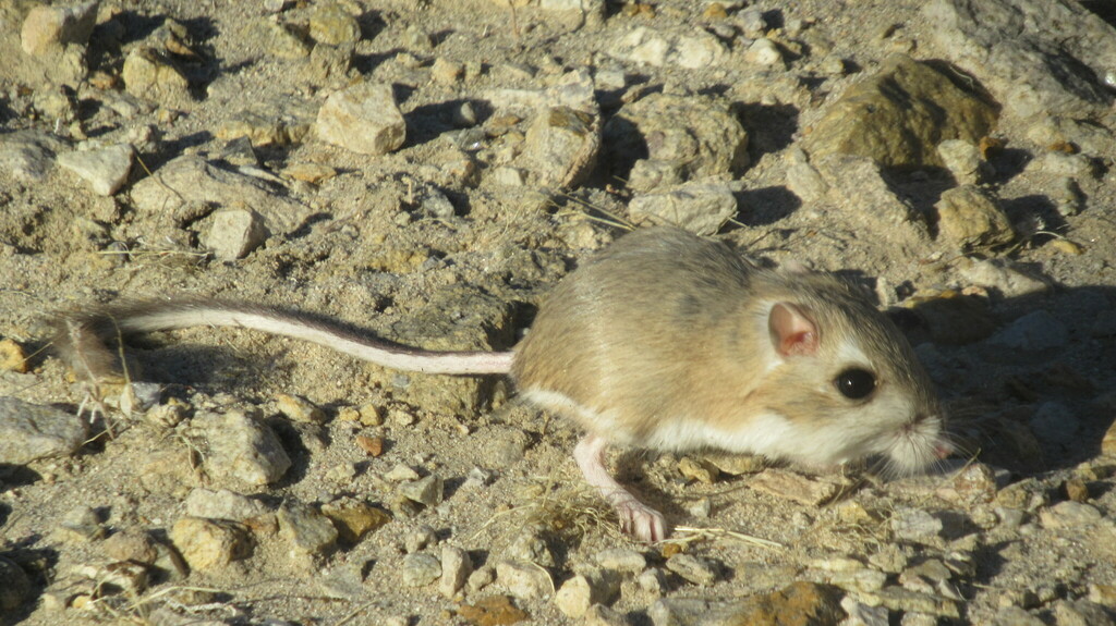 Merriam's Kangaroo Rat from San Bernardino County, CA, USA on November ...