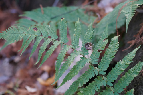 Image of Dryopteris uniformis by (c) WATANABE Hitoshi 渡辺仁, some rights reserved (CC BY)
