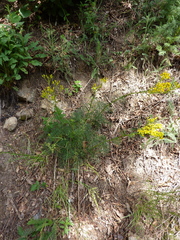 Jacobaea adonidifolia