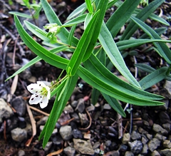 Pseudostellaria rigida
