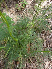 Jacobaea adonidifolia