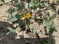 Camissoniopsis pallida