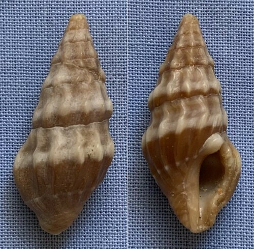 Tylotiella humilis