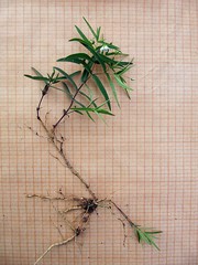 Pseudostellaria rigida