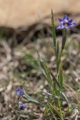 Sisyrinchium pruinosum