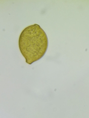 Botryobasidium simile