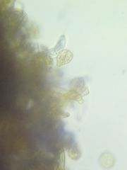 Botryobasidium simile