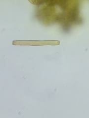 Botryobasidium simile