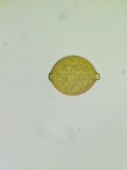 Botryobasidium simile