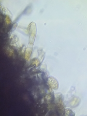 Botryobasidium simile