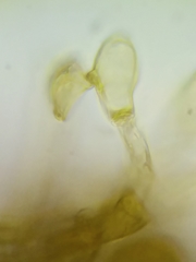 Botryobasidium simile