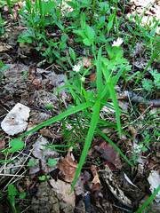 Pseudostellaria sylvatica
