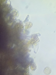 Botryobasidium simile