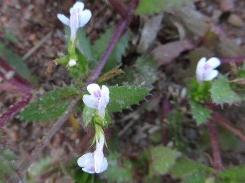 Lindernia ciliata iNat (1)
