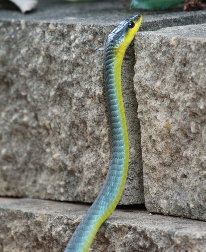 Common Tree Snake sighting