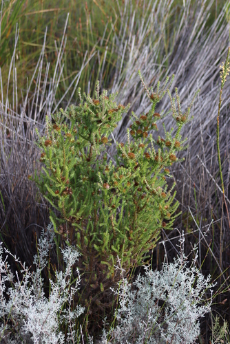 Image of Stoebe aethiopica by (c) Tony Rebelo, some rights reserved (CC BY-SA)