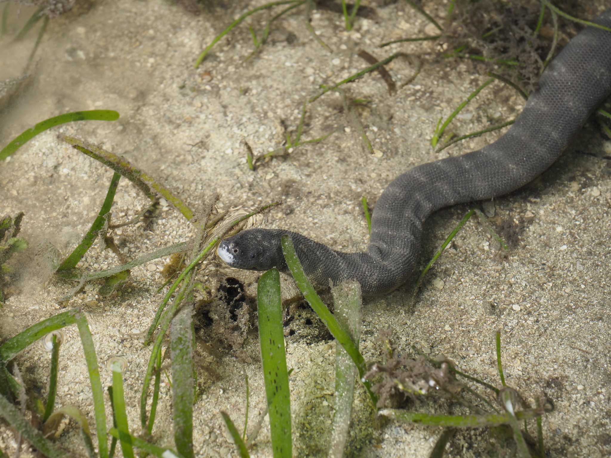 Acrochordus granulatus (Schneider, 1799)
