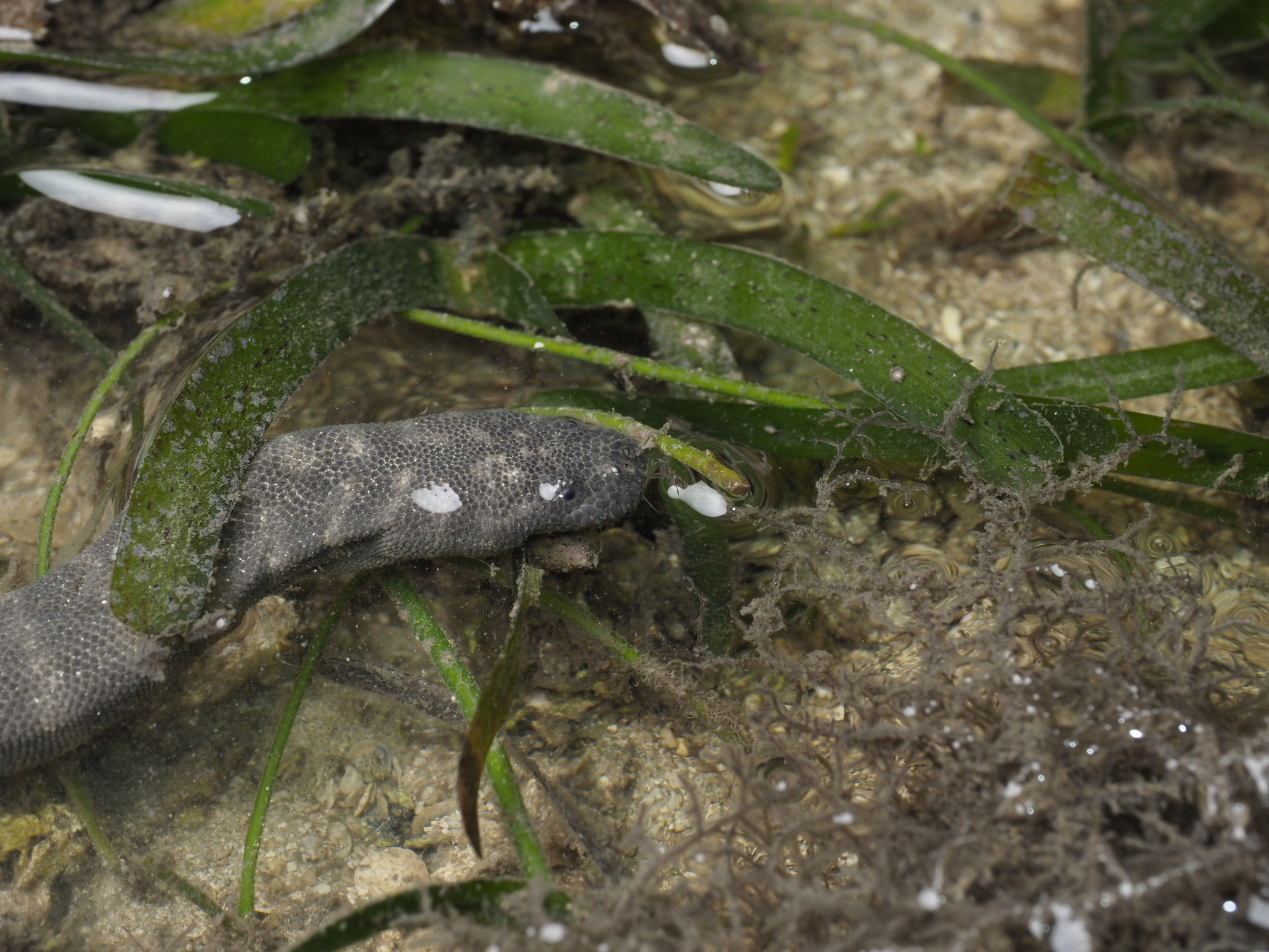 Acrochordus granulatus (Schneider, 1799)