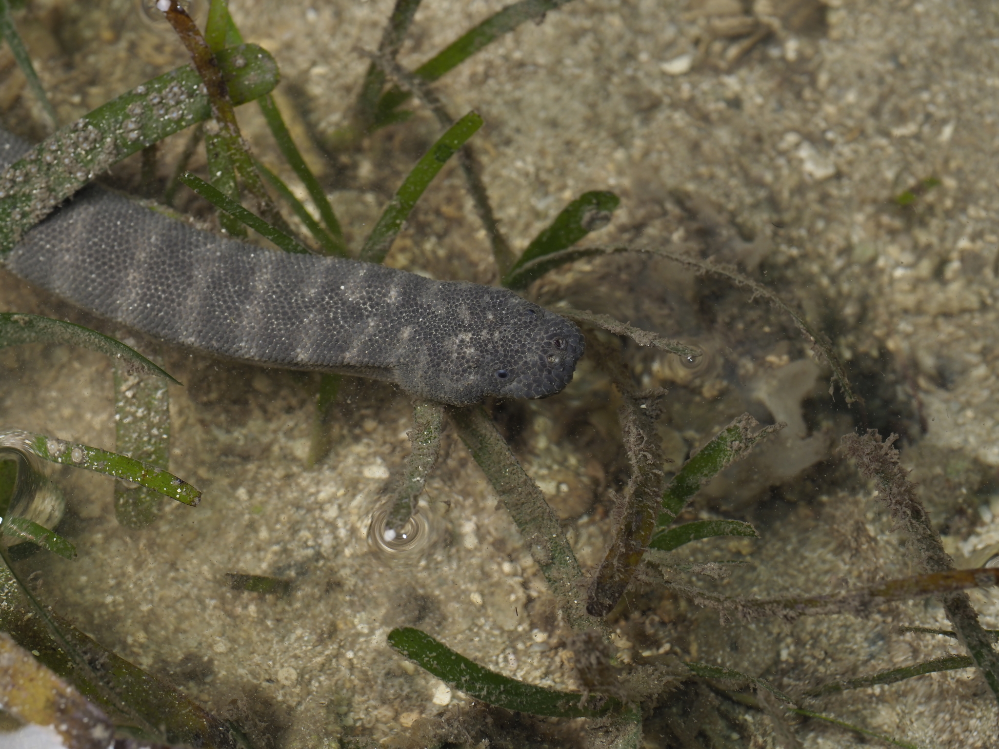Acrochordus granulatus (Schneider, 1799)