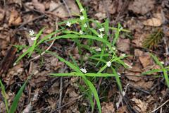 Pseudostellaria sylvatica