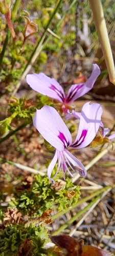 Image of Pelargonium Crispum (Pelargonium crispum) by (c) Liezl van der Merwe, some rights reserved (CC BY)