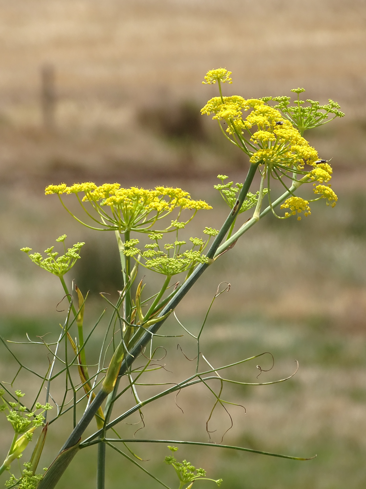 Foeniculum