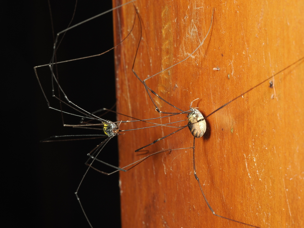 背斑偽盾刺盲蛛 (Pseudogagrella dorsomaculata)