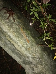 Gonatodes albogularis albogularis