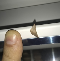 Pleuroprucha insulsaria