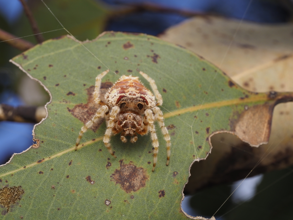 Spiny Bolas Spider
