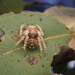 Spiny Bolas Spider - Photo (c) mauriceallan, some rights reserved (CC BY-NC)