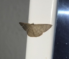 Pleuroprucha insulsaria