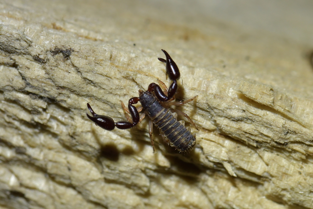 Cheliferoidea from Titirangi, Auckland 0604, New Zealand on December 2 ...