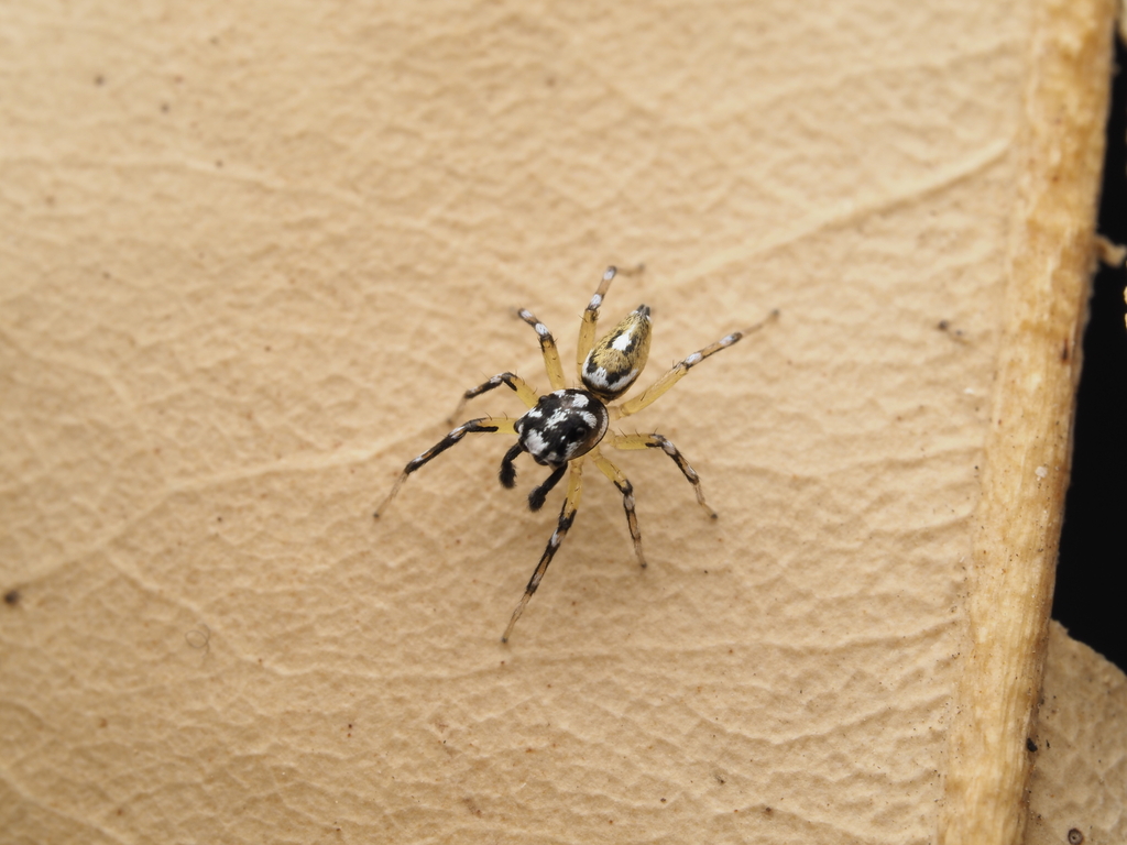 Monteith's Phintella