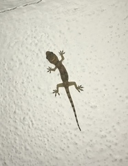 Hemidactylus mabouia