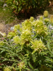 Sideritis hyssopifolia