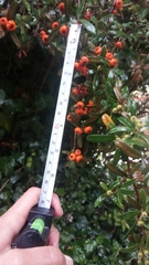 Pyracantha angustifolia